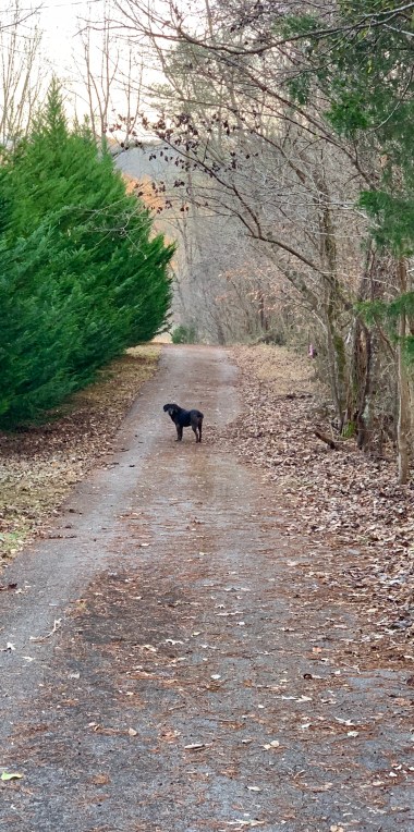 31efa423-60d9-4a8c-aa03-e74df5e93292