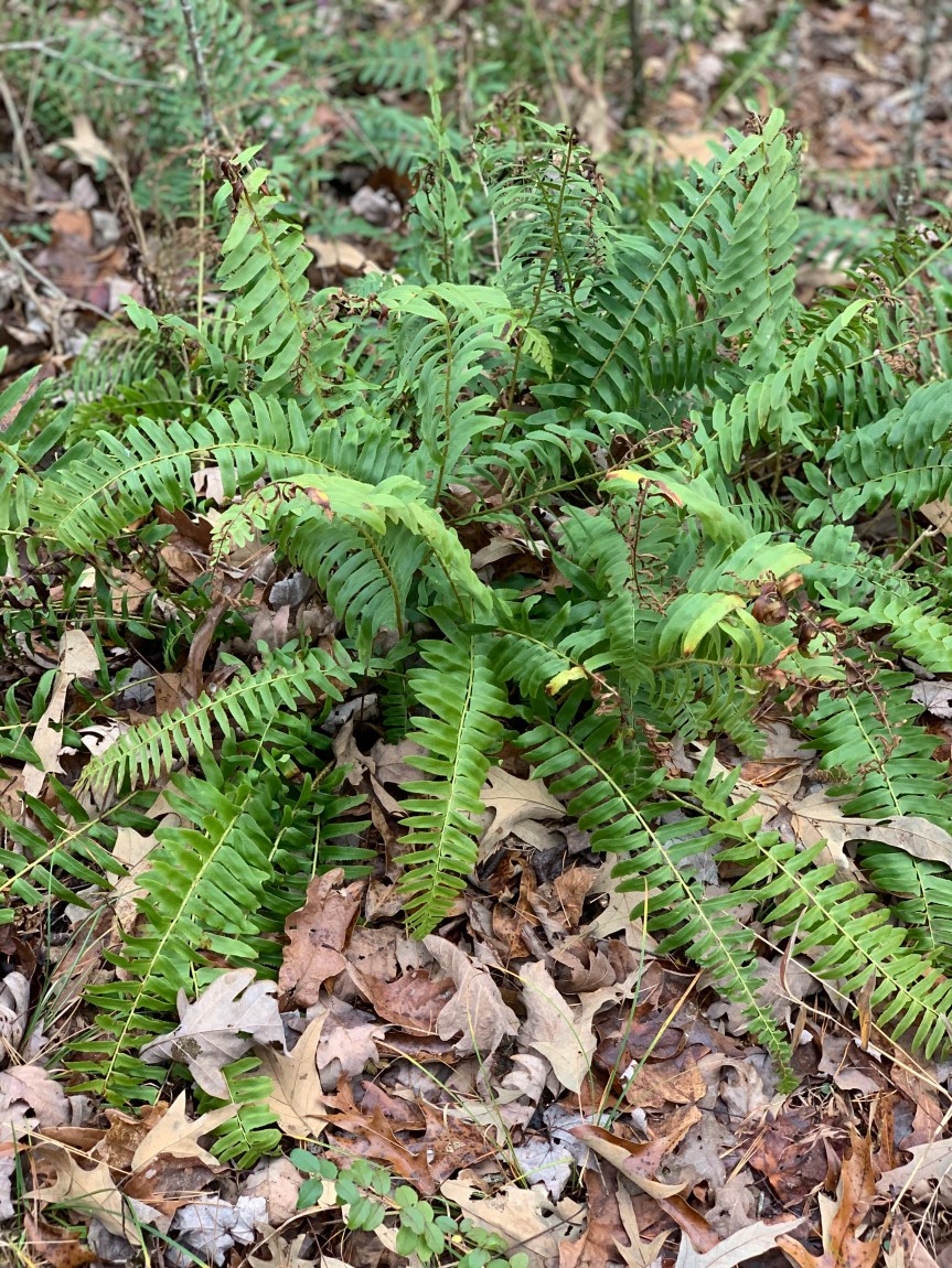 The Appreciation Game