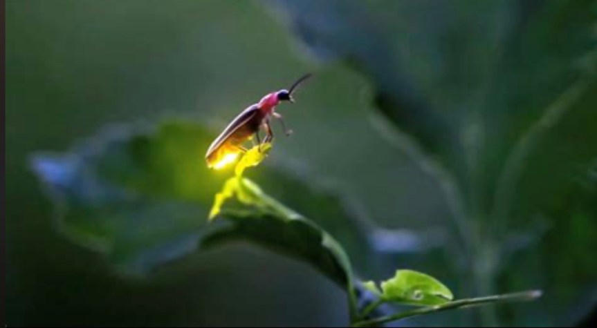 Fireflies In The Great Smoky&nbsp;Mountains