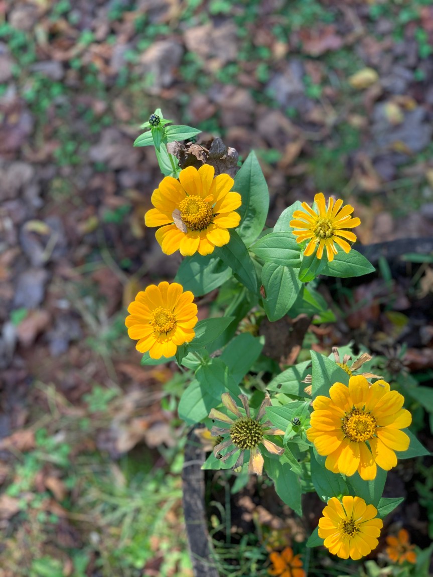 Cyber Shopping and The Weekly&nbsp;Smile