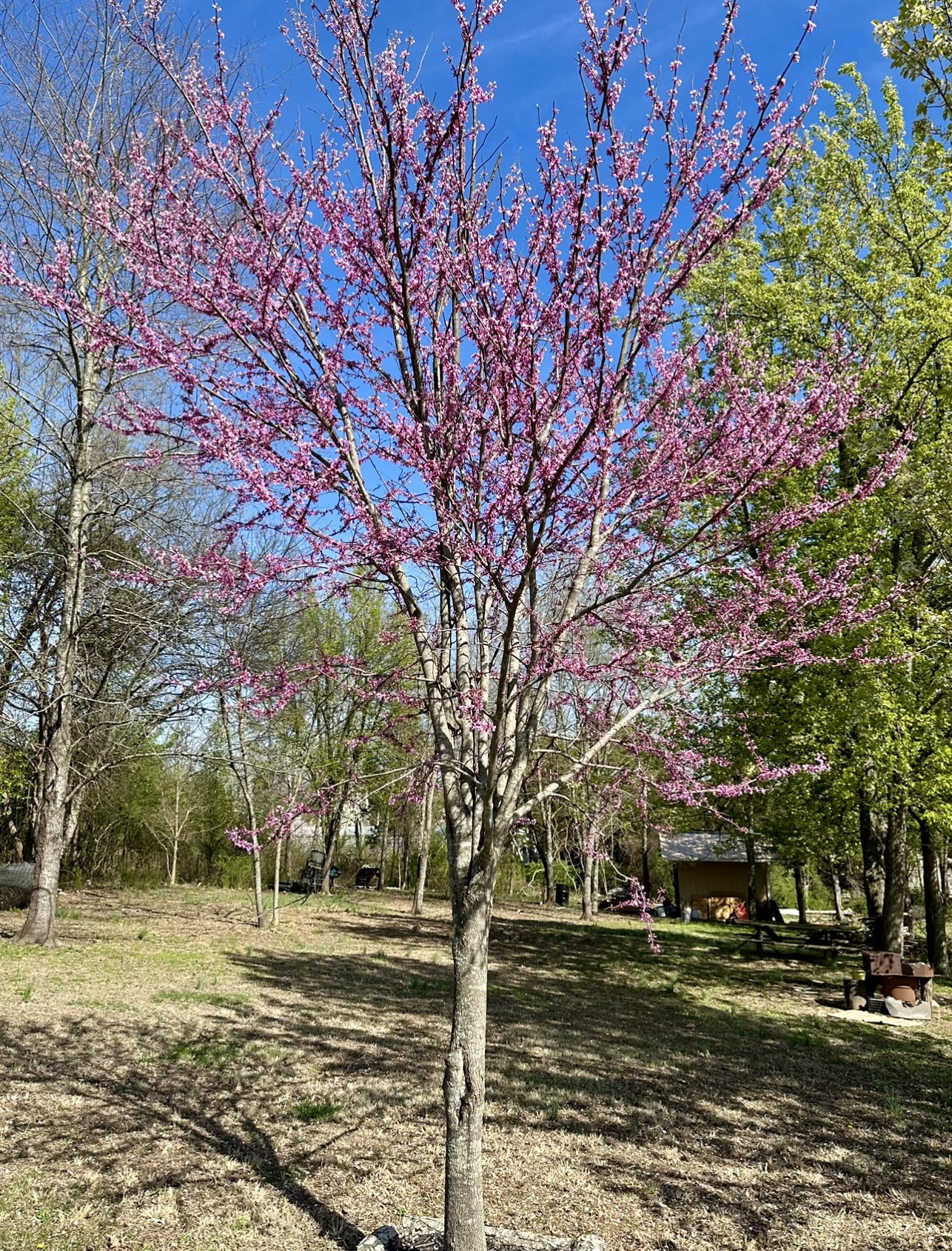 Redbud Tree In Winter It’s Redbud Winter – Southern Patches