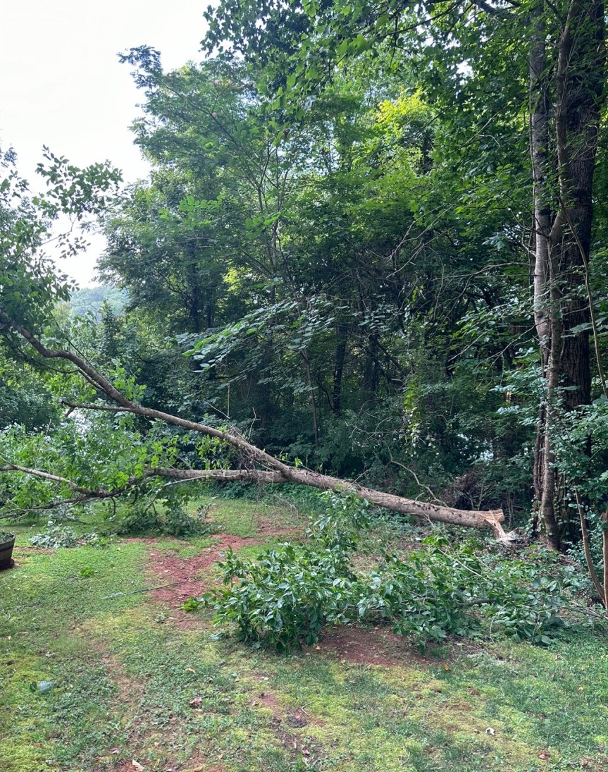 A Downed Tree And An ER&nbsp;Visit