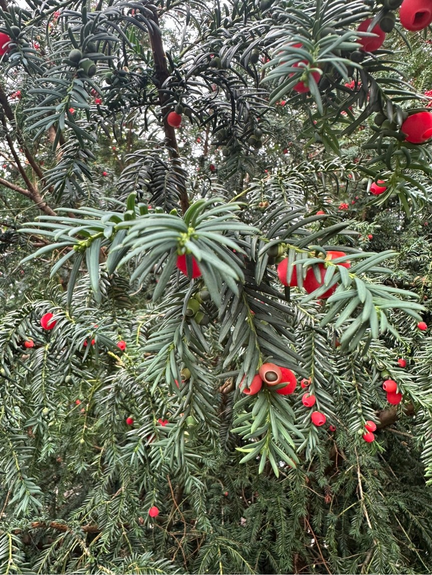 Wordless Wednesday 10-18-23           Flowers from&nbsp;Scandinavia