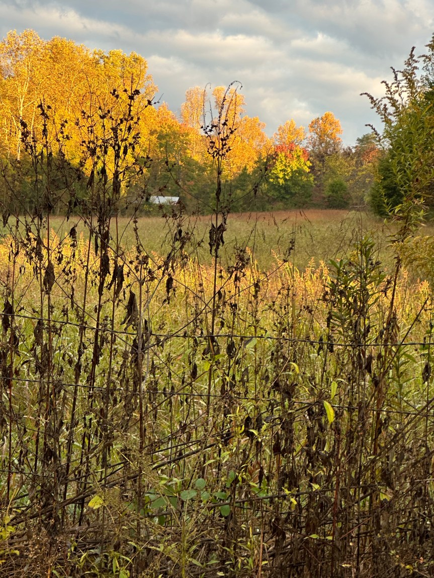 Wordless Wednesday,                Tennessee Fall&nbsp;Colors