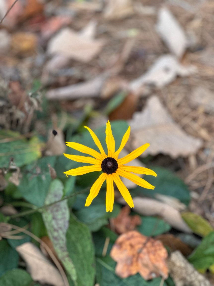 Wordless Wednesday 12-4-2024