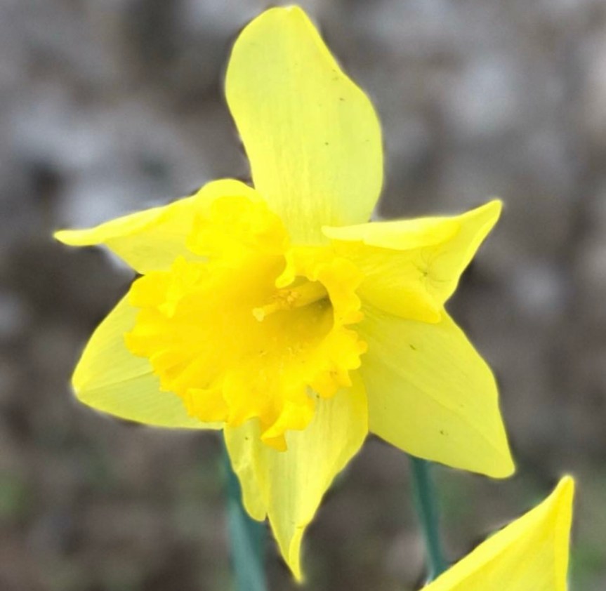 Wordless Wednesday 2-26-25