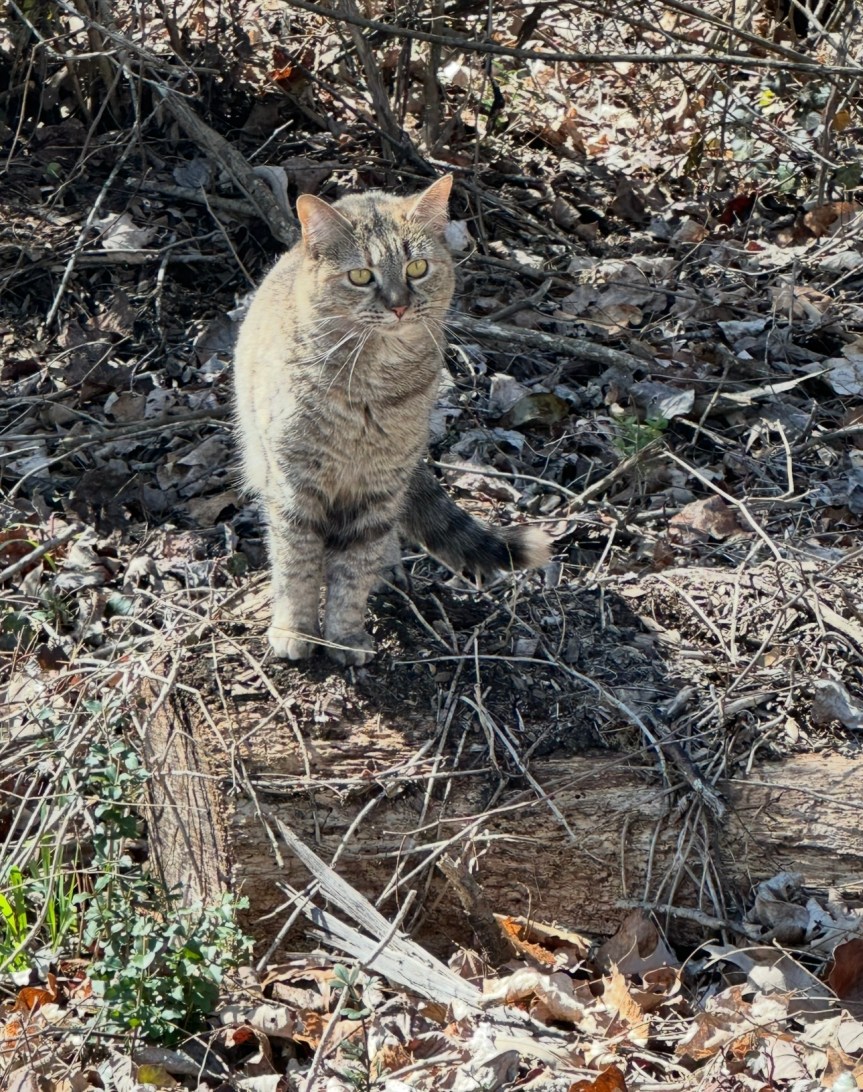 Hello Monday – Kitties and&nbsp;Tulips